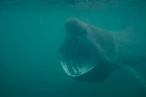 Basking Shark