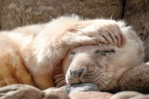 Sleeping Seal
