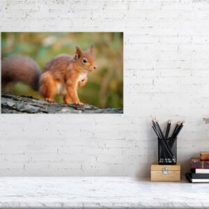 Posing Rodent - Image 3