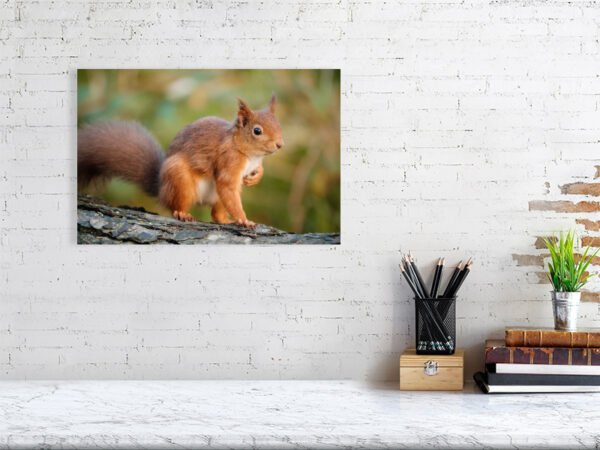 Posing Rodent