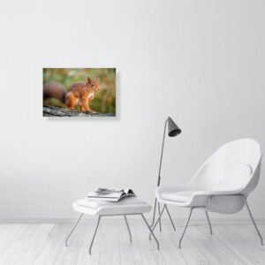 Posing Rodent - Image 2