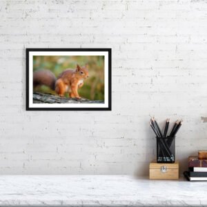Posing Rodent - Image 4