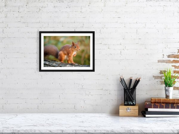 Posing Rodent