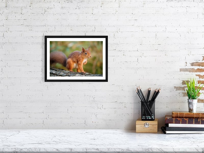 Posing Rodent - Image 4