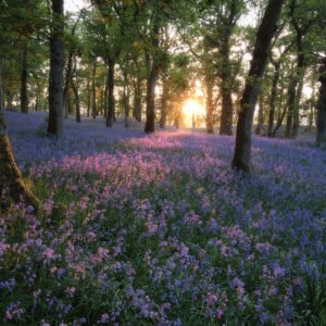 Spring Blues - Image 1