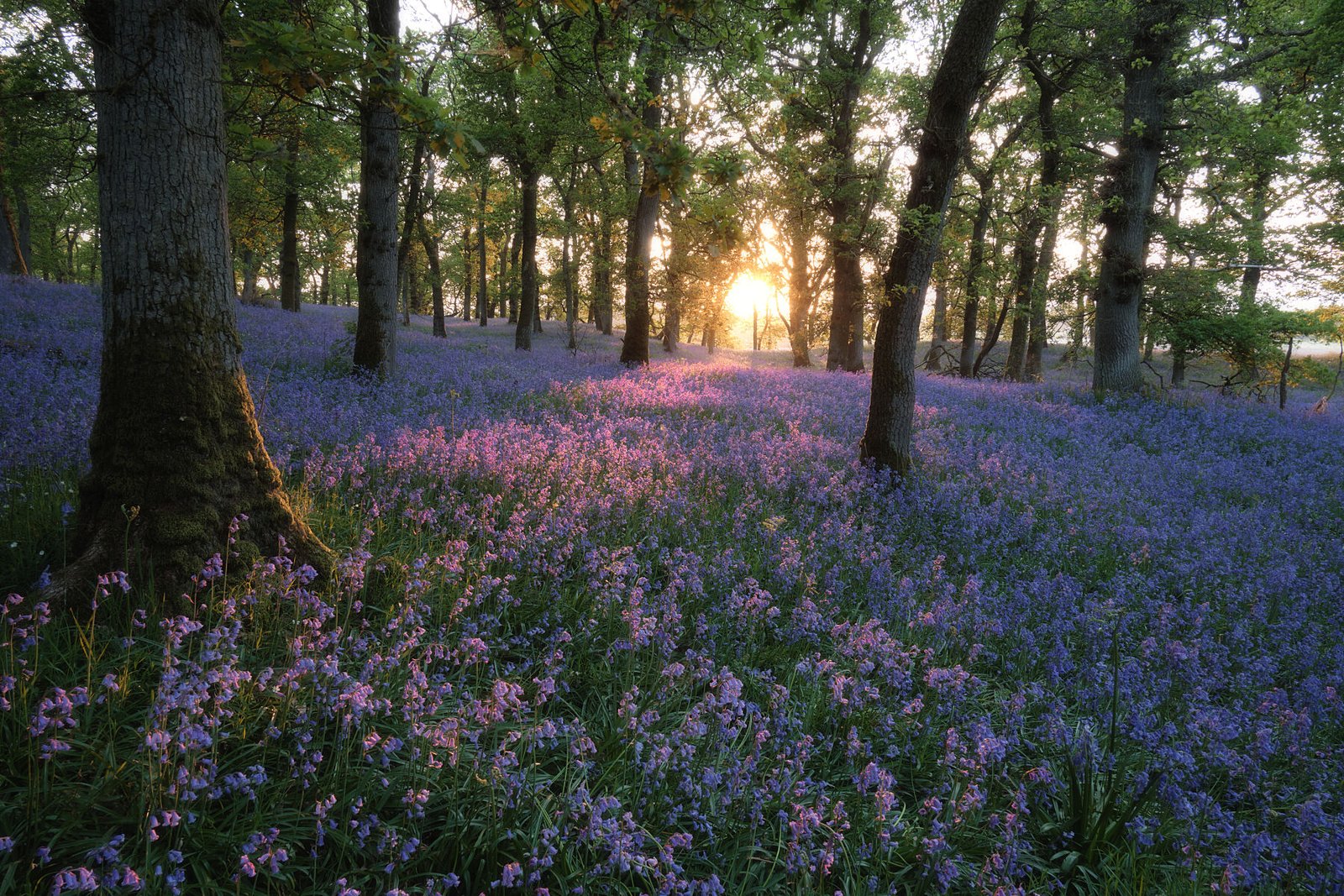 Spring Blues - Image 1