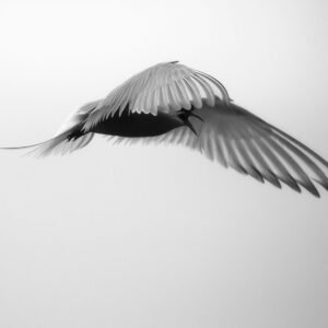 Terror From Above - Image 1