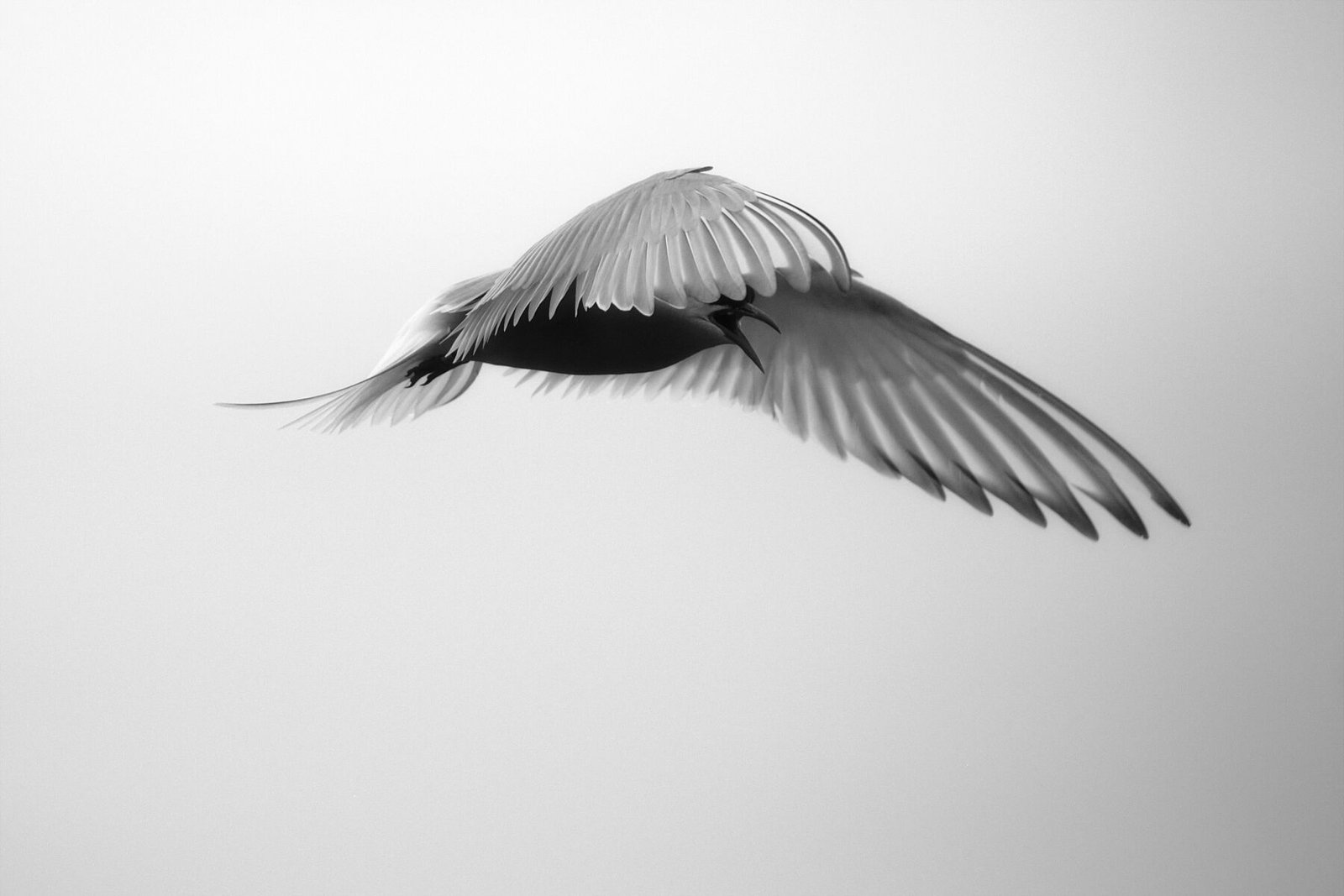 Terror From Above - Image 1