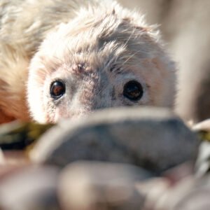 Eye See You
