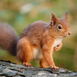 Posing Rodent