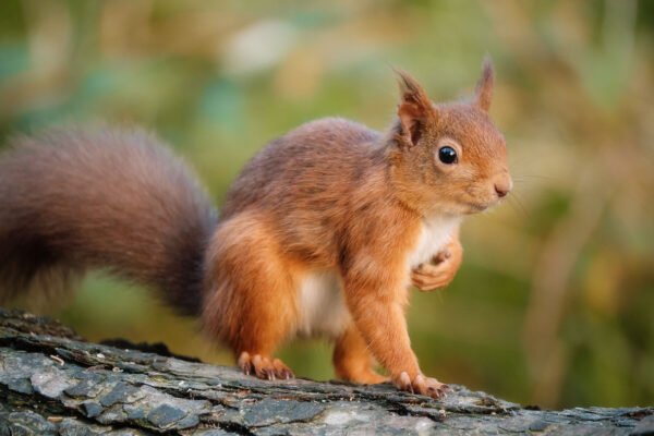 Posing Rodent